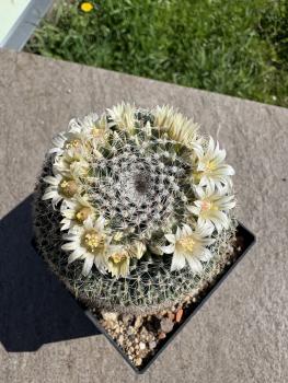 Mammillaria formosa